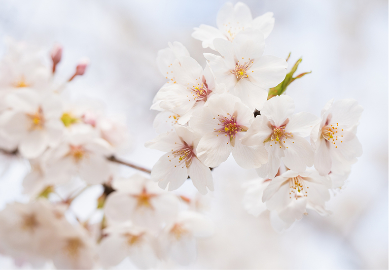 お花見